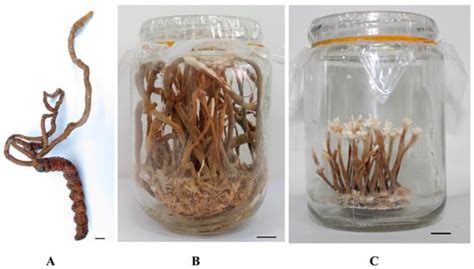 Determination of the Main Nucleosides and Nucleobases in Natural and ...