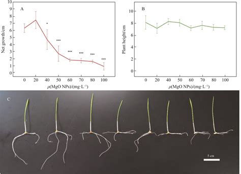 不同pH值下MgO NPs悬浮液中Mg 2+ 质量浓度的动态变化及其对小麦生长的影响