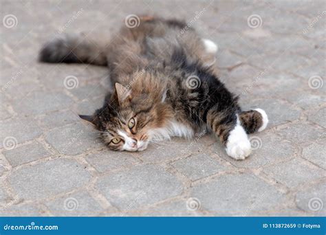 Cat dragging out stock image. Image of outdoors, rest - 113872659
