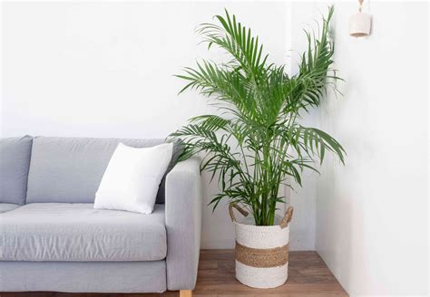 Palm Trees: Indoor Plant Care & Growing Guide
