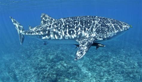 THREE ISLANDS WHALE SHARK DIVE (2026) All You Need to Know BEFORE You ...