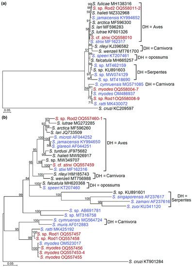 Protozoan Parasites of Sarcocystis spp. in Rodents from Commercial Orchards