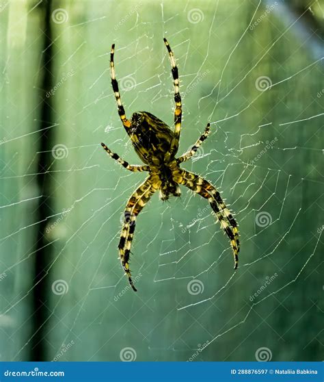 Female Araneus Cavaticus on a Web. Cross Spiders are Nocturnal Stock ...