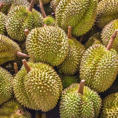 Can Dogs Eat Durian? The Seeds Are Toxic! - Doggie HQ
