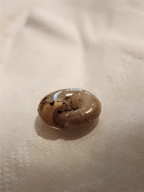 Image result for Pull Shell Off Snail