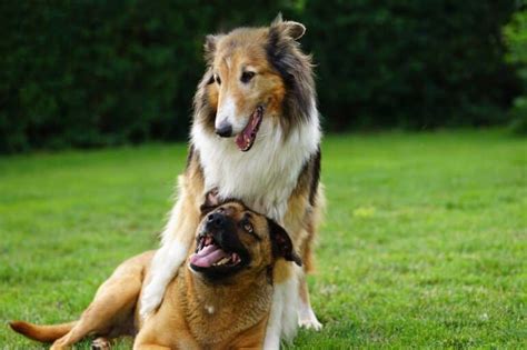 Image result for Dogs Insects