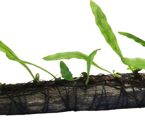 Image result for Windelov Java Fern