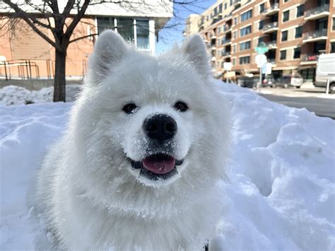 What is Enrichment and How is it Useful in Training? - Catalyst Animal ...