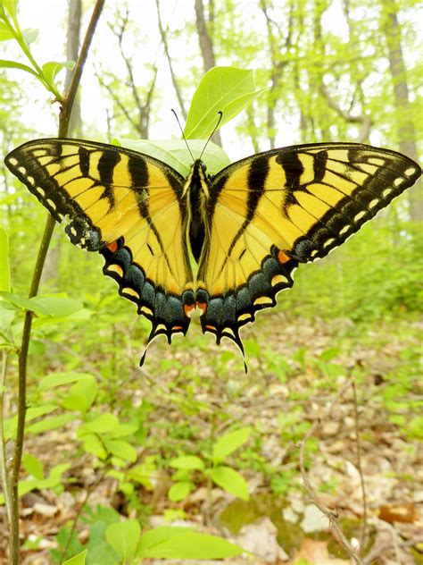 Eastern Tiger Swallowtail Butterfly Tiger Swallowtail Junior (Family ...