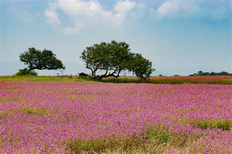 5 Popular Tourist Destinations To Visit In Sahyadri Mountain Ranges ...