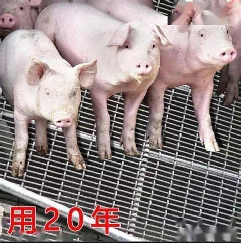 内江启动“恢复生猪生产补栏决战45天”专项行动 - 每日头条