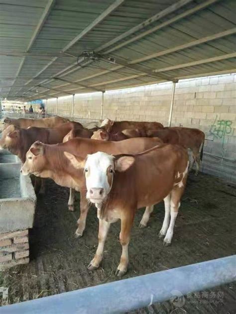 牛交易市场肉牛价格
