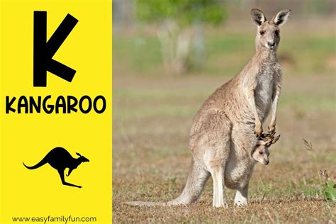 182 Thrilling Animals that Start with K