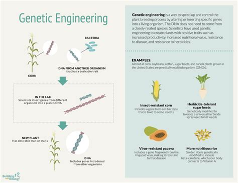 Genetic Engineering Process 的图像结果