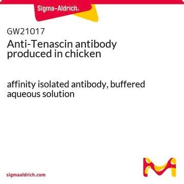 Anti-Tenascin antibody produced in chicken affinity isolated antibody ...