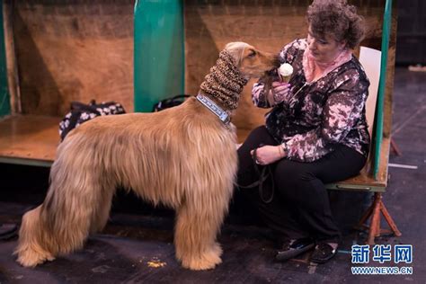 克鲁弗兹狗展开幕 世界最大狗展之一 - 金羊网