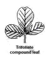 The Leaf: Types of Leaves, Phyllotaxy, Venation and Modifications of ...