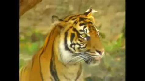 Barney Zoo Tiger 的图像结果