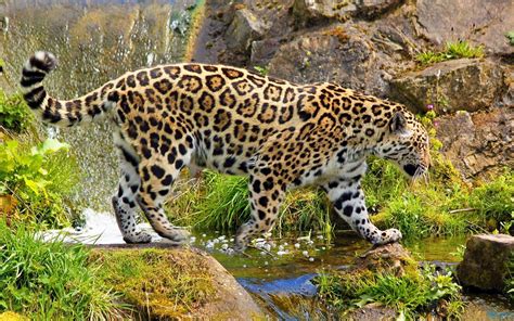Spotlight on Wildlife: Jaguar