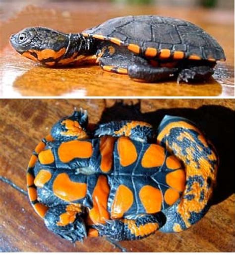 Image result for Dwarf Turtle