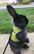 Image result for White House Easter Bunny