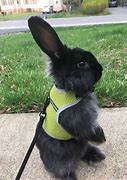 Image result for Baby Rabbits Milk