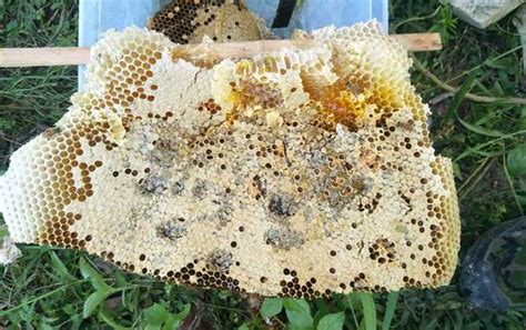 蜂巢(蜂窝) 湖北天马养蜂场