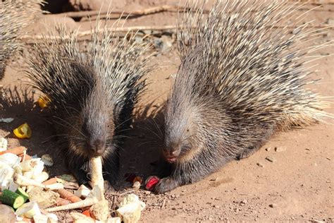 How To Porcupines Attack at Rachel Fairweather blog