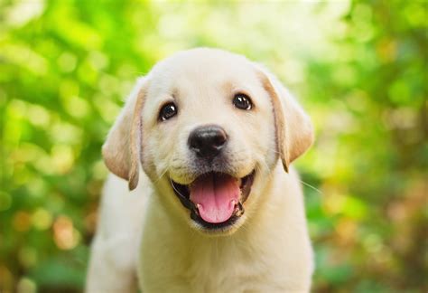 Top 3 Food Choices For Your Lab Puppy [2017 Buyer’s Guide] | MySweetPuppy.net