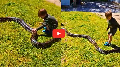 Child Holding Giant Python Is Going Trending Video | Giant Python Snake ...