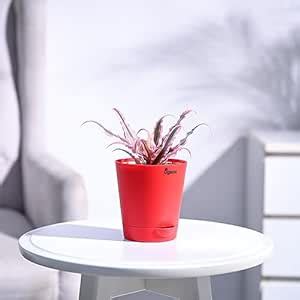 Ugaoo Cryptanthus Pink - Earth Star Plant with Self Watering Pot ...