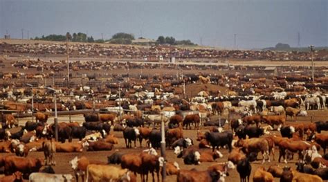 Animal Agriculture 的图像结果