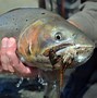 Image result for trout