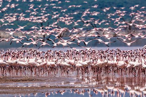 Flamingo Flock Image | National Geographic Your Shot Photo of the Day ...