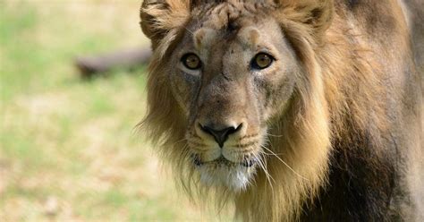 Gujarat: Eleven lions found dead in Gir forest, officials suspect ...