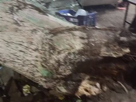 A year-old tree fell suddenly in Baid's main bus station area, luckily ...