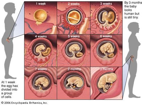 Image result for Reproductive System Baby