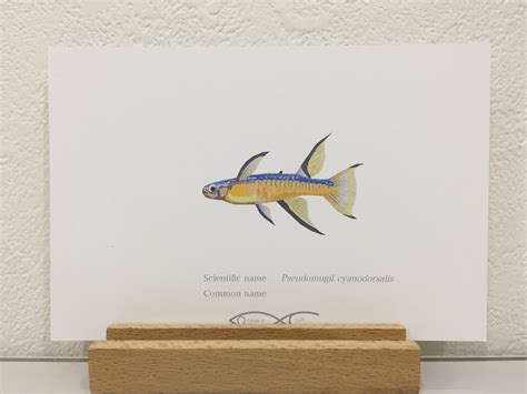 Pseudomugil cyanodorsalis Drawing Postcard | Osakanacraft