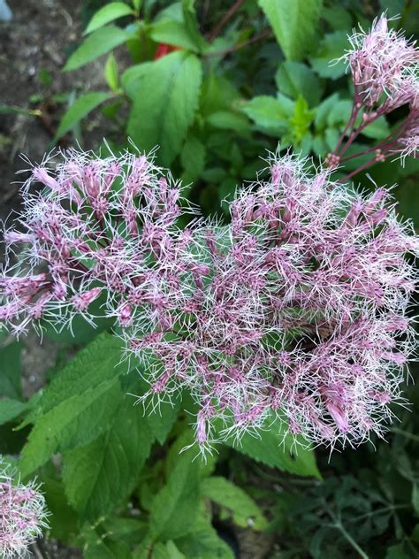 Joe Pye Weed Seeds, Native Plant Gardening, Cut Flower Seeds, Rain ...