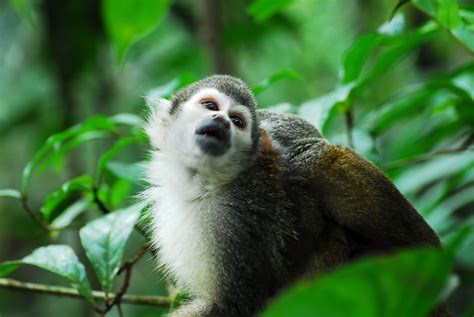 Amazon River Animals