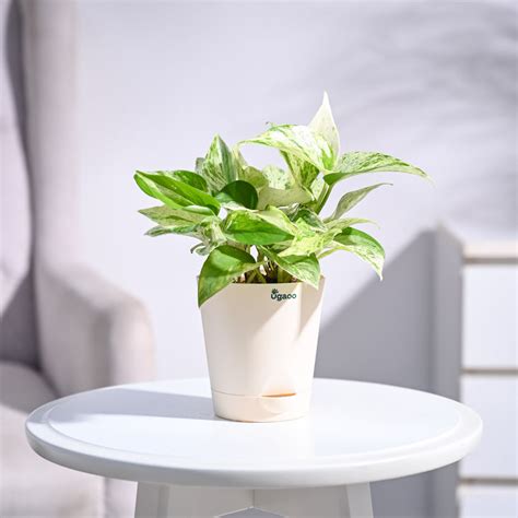 Buy Premium Money Plants Online at affordable prices from Ugaoo.