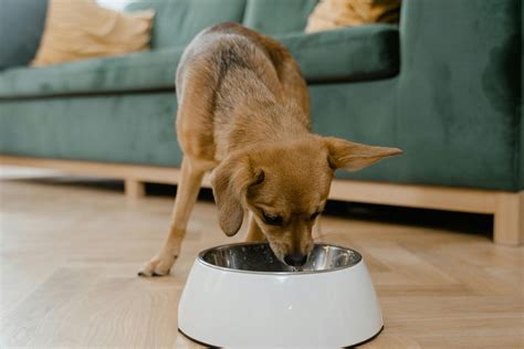 Can Dogs Eat Jello? The Surprising Truth - Pawfect Journey
