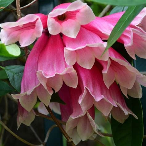 Buy Al Falah Gardens Teccomonthe hilli Fraser Island creeper Online at ...