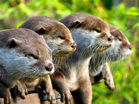 Asian small-clawed otter - Aonyx cinerea | Visit us at Marwell Zoo