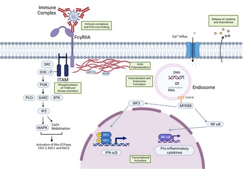 A Review: Understanding Molecular Mechanisms of Antibody-Dependent Enhancement in Viral Infections