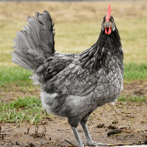 Andalusian Chicken Poultry Rare Softfeather Large | RARE BREEDS
