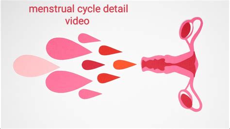 How Periods Work Animation 的图像结果