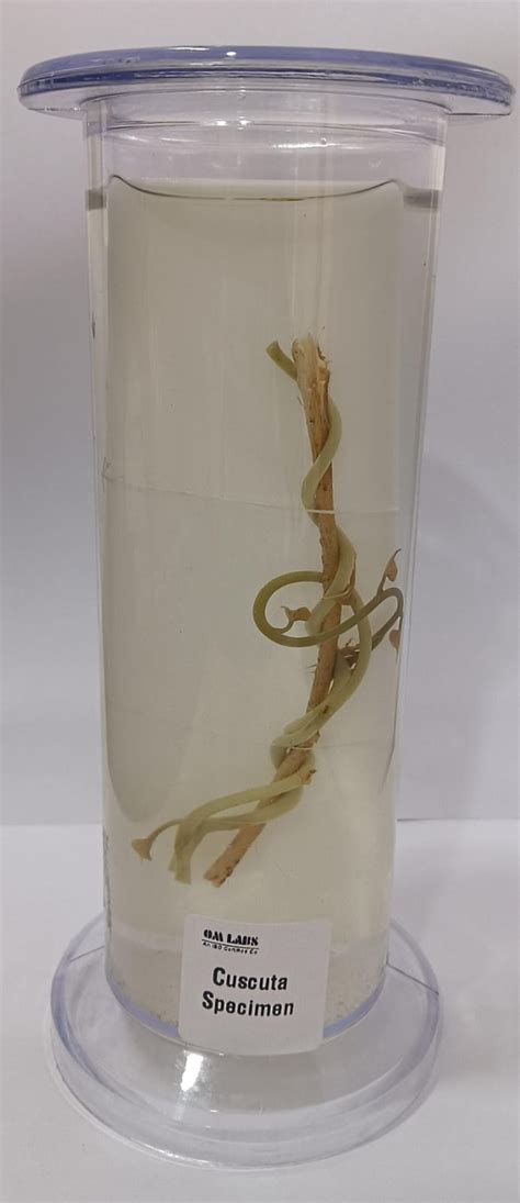 Cuscuta Specimen | Botany Specimen – scientifickart