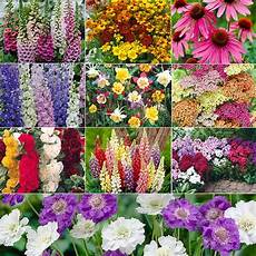 Best Plants For Cottage Garden by Your Minnesota Garden A Minnesota Cottage Garden Best Plants For Cottage Garden