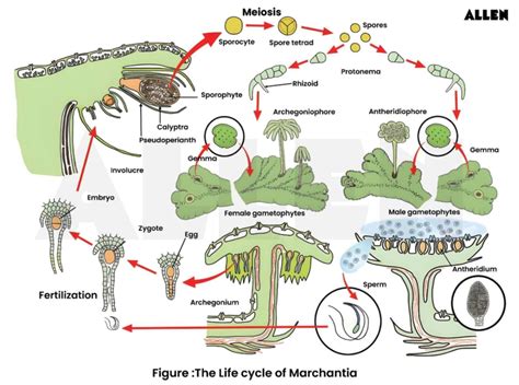 Reproduction Of Marchantia
